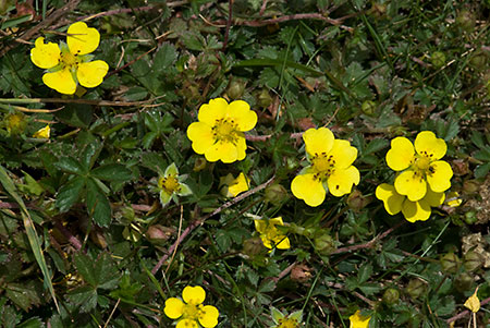 Cinquefoil_Hybrid_LP0151_42_Mitcham_Common