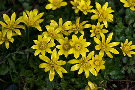 Celandine_Lesser_LP0094_12_Dorking