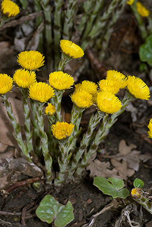 Coltsfoot_LP0092_01_Crystal_Palace