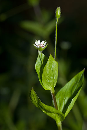 Chickweed_Greater_LP0195_04_Reigate