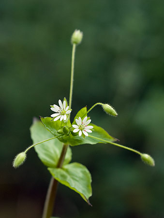 Chickweed_Greater_LP0195_06_Reigate