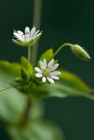 Chickweed_Greater_LP0195_08_Reigate