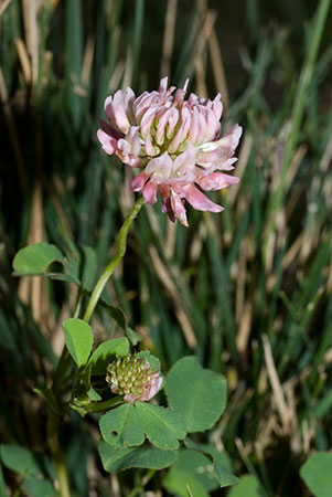 Clover_Alsike_LP0159_22_Epsom_Common