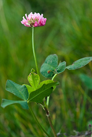 Clover_Alsike_LP0224_50_Wisley