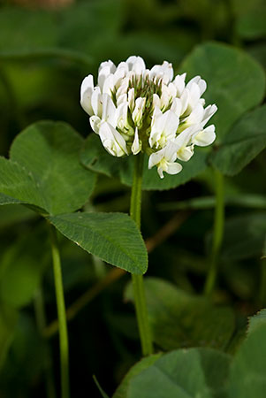 Clover_White_LP0067_20_Chalkpit_Wood