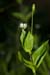 Chickweed_Greater_LP0195_04_Reigate