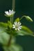Chickweed_Greater_LP0195_08_Reigate