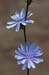 Chicory_LP0214_30_Hurst_Park