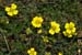 Cinquefoil_Hybrid_LP0151_42_Mitcham_Common