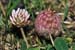 Clover_Strawberry_LP0164_16_Ewell