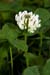 Clover_White_LP0067_20_Chalkpit_Wood