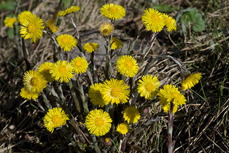 Coltsfoot_LP0188_06_Felbridge