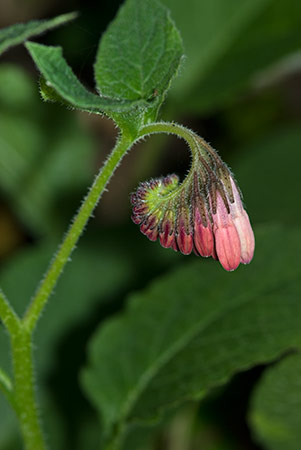 Comfrey_Creeping_LP0197_08_Staffhurst_Wood