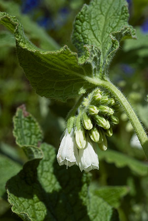 Comfrey_White_LP0193_09_Purley