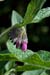 Comfrey_Russian_LP0119_28_Box_Hill
