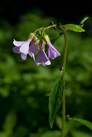 Coralroot_LP0119_11_Box_Hill