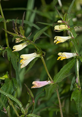 Cow-wheat_Common_LP0130_04_Peaslake