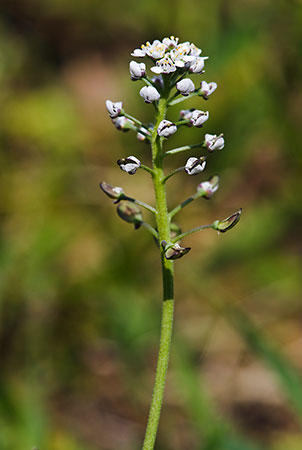 Cress_Shepherds_LP0122_08_Thursley