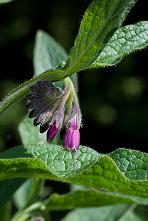 Comfrey_Russian_LP0119_28_Box_Hill