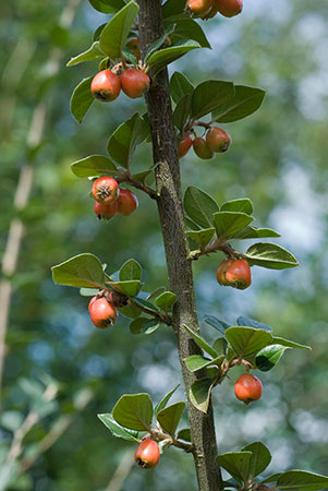 Cotoneaster_LP0024_03_Howell_Hill