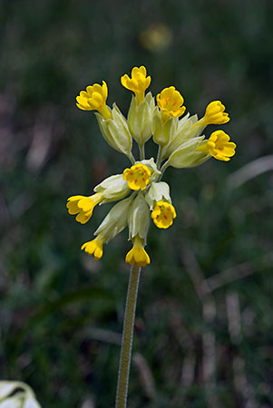 Cowslip_LP0038_10_Box_Hill