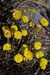 Coltsfoot_LP0188_05_Felbridge