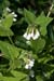 Comfrey_White_LP0123_44_St_Martha