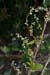 Copse-bindweed_LP0224_97_Wisley