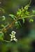 Corydalis_Climbing_LP0121_11_Reigate_Heath