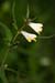 Cow-wheat_Common_LP0130_01_Peaslake