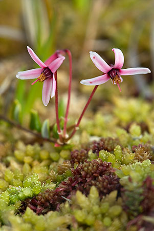 Cranberry_LP0132_32_Thursley