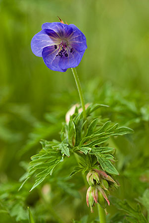 Cranesbill_Meadow_LP0139_09_Coulsdon