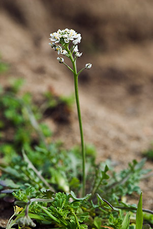 Cress_Shepherds_LP0202_02_Thursley