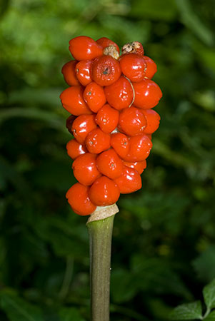 Cuckoo_Pint_LP0078_59_Puttenham