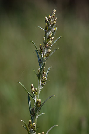 Cudweed_Heath_LP0177_12_Littleworth_Cross