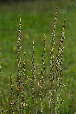 Cudweed_Heath_LP0177_24_Littleworth_Cross