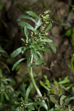 Cudweed_Marsh_LP0185_51_Shalford