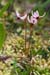 Cranberry_LP0132_22_Thursley