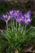 Crocus_LP0089_15_Riddlesdown