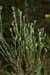 Cudweed_Small_LP0177_45_Littleworth_Cross