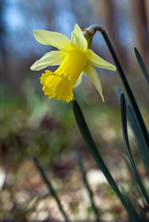 Daffodil_Wild_LP0105_10_Glovers_Wood