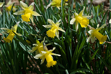 Daffodil_Wild_LP0105_15_Glovers_Wood