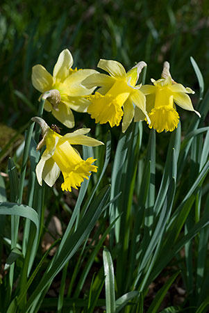 Daffodil_Wild_LP0105_19_Glovers_Wood