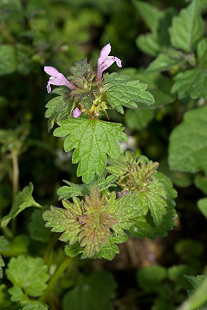 Dead-nettle_Cut-leaved_LP0224_108_Wisley