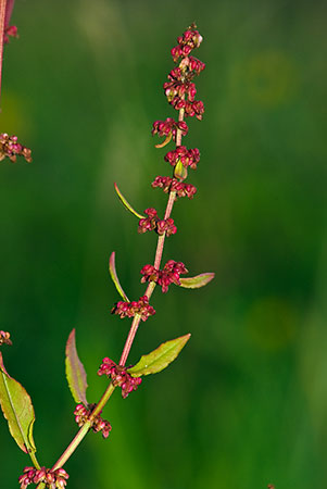 Dock_Clustered_LP0168_11_Dunsfold_Common