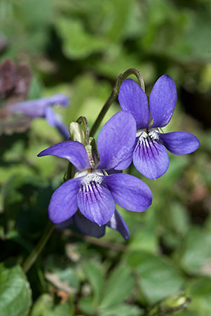 Dog-violet_Common_LP0109_25_Headley