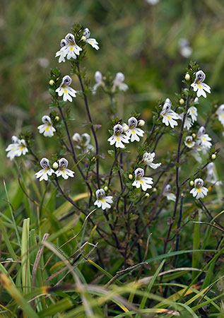 Eyebright_Chalk_LP0179_06_Ranmore