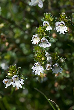 Eyebright_LP0026_26_White_Downs