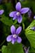 Dog-violet_Early_LP0109_38_Tadworth