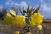 Evening-primrose_Large-flowered_LP0058_32_Dawlish_Warren